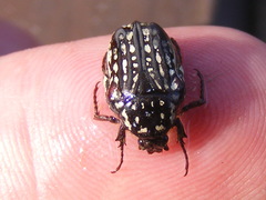 Elaphinis delagoensis