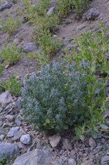 Leonurus panzerioides