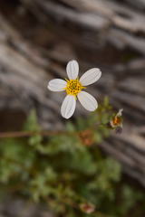 Coreocarpus parthenioides parthenioides