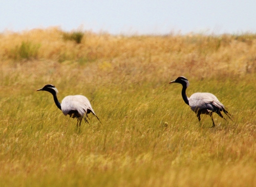 Grulla damisela (Grus virgo)