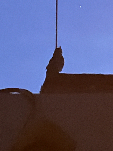 View observation of {o.common_name} on iNaturalist