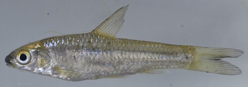 Longarch barb (Enteromius arcislongae) — Cyprinidae — 4