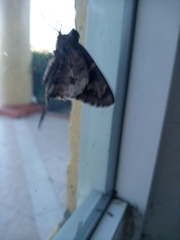 Thorybes dorantes calafia