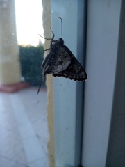 Thorybes dorantes calafia