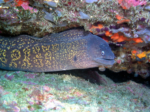 Mediterranean Moray