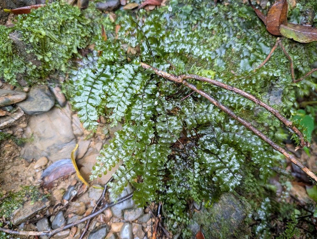 Hymenasplenium latidens