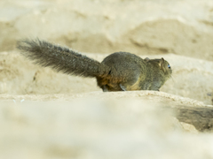Callosciurus pygerythrus