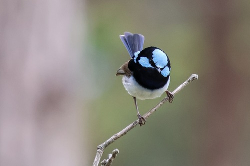 Superb Fairywren