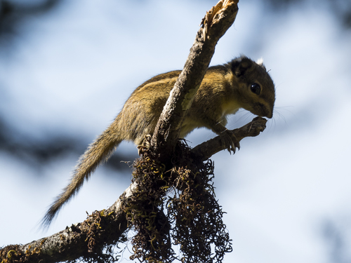 Himalayan Striped Squirrel