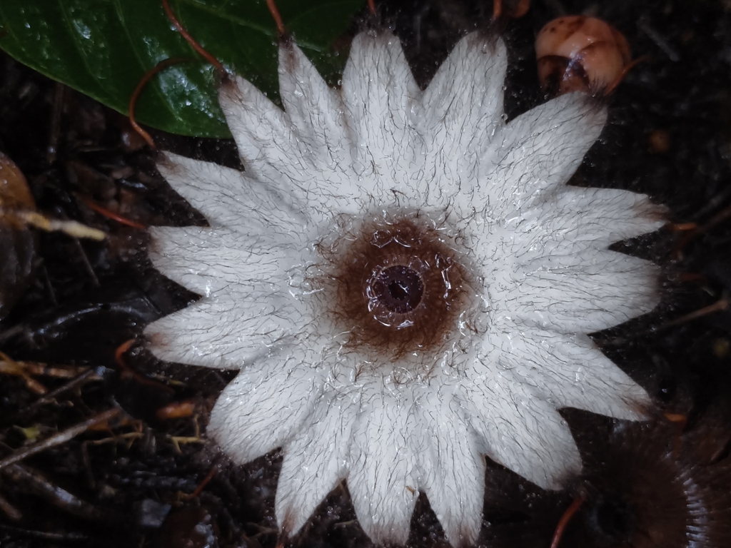 Rhizanthes deceptor (Rhizanthes deceptor)