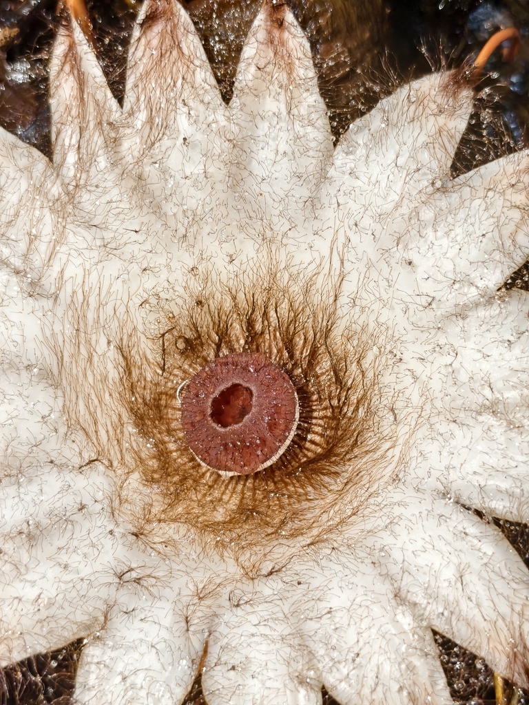 Rhizanthes deceptor (Rhizanthes deceptor)