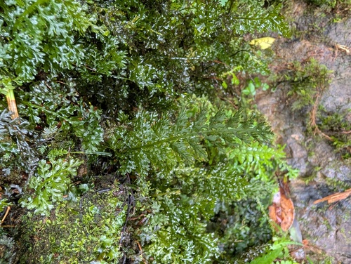 Vandenboschia kalamocarpa iNat (3)