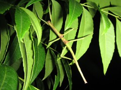 Acrophylla wuelfingi