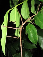 Acrophylla wuelfingi