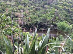 Phormium