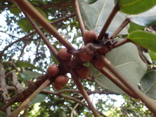 Ficus lutea image