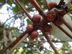 Ficus lutea image