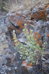 Dracocephalum komarovii