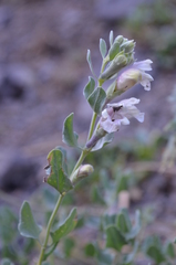 Dracocephalum komarovii