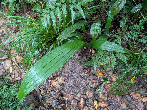 Calanthe densiflora iNat (2)