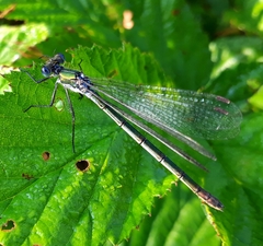 Lestes dryas
