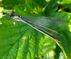 Lestes dryas