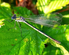 Lestes dryas