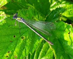 Lestes dryas