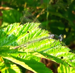 Lestes dryas