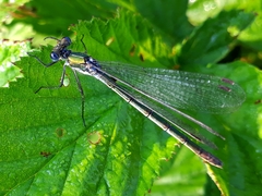 Lestes dryas