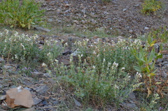 Dracocephalum komarovii