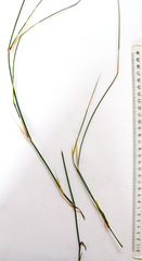 Ehrharta ramosa aphylla