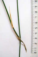 Ehrharta ramosa aphylla