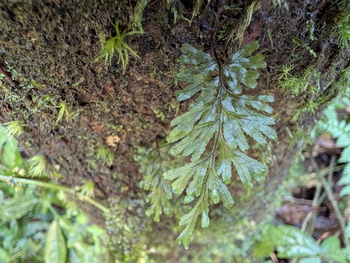 Hymenophyllum holochilum observed 2025-12-07