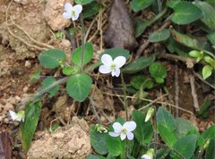 Viola diffusa