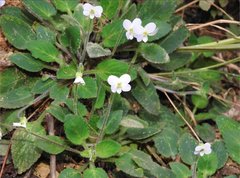 Viola diffusa