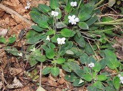 Viola diffusa