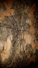 Acanthocinus aedilis