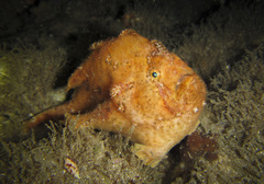 Abantennarius nummifer