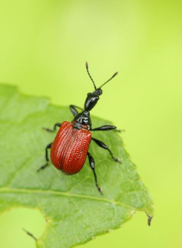 Tribe Apoderini · iNaturalist
