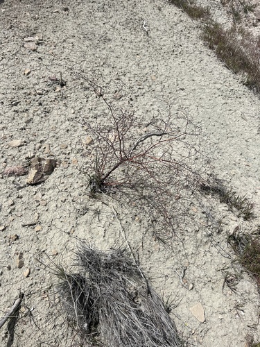 Westwater Buckwheat (Eriogonum scabrellum)