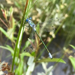 Lestes dryas