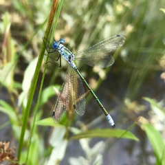 Lestes dryas