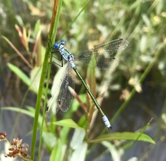 Lestes dryas