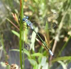 Lestes dryas