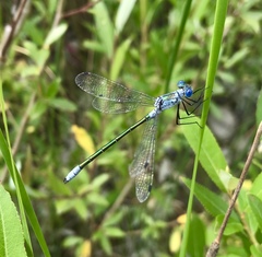 Lestes dryas