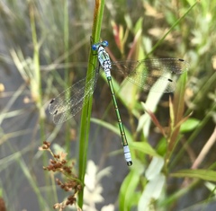 Lestes dryas