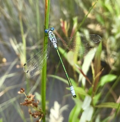 Lestes dryas