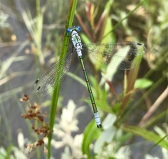 Lestes dryas