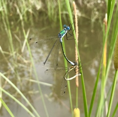 Lestes dryas